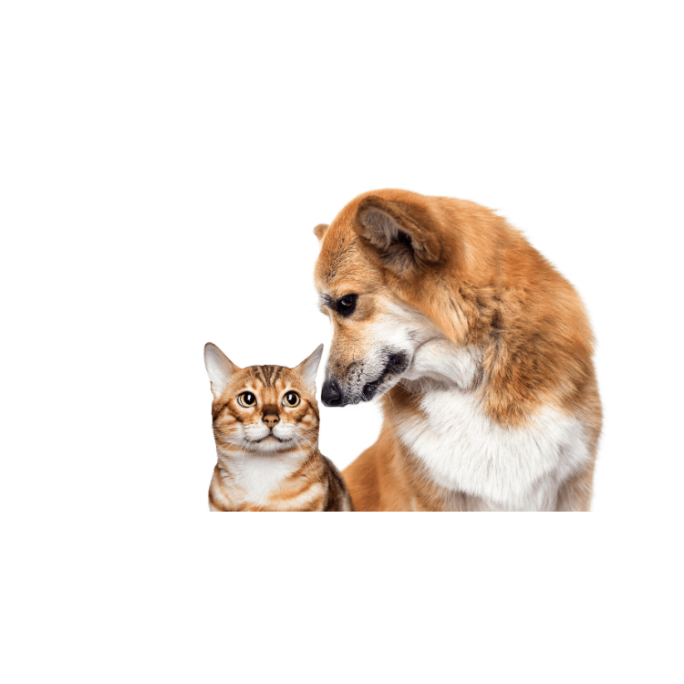 Dog and cat microchip